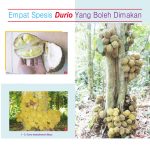 Empat Spesis Durio Yang Boleh Dimakan