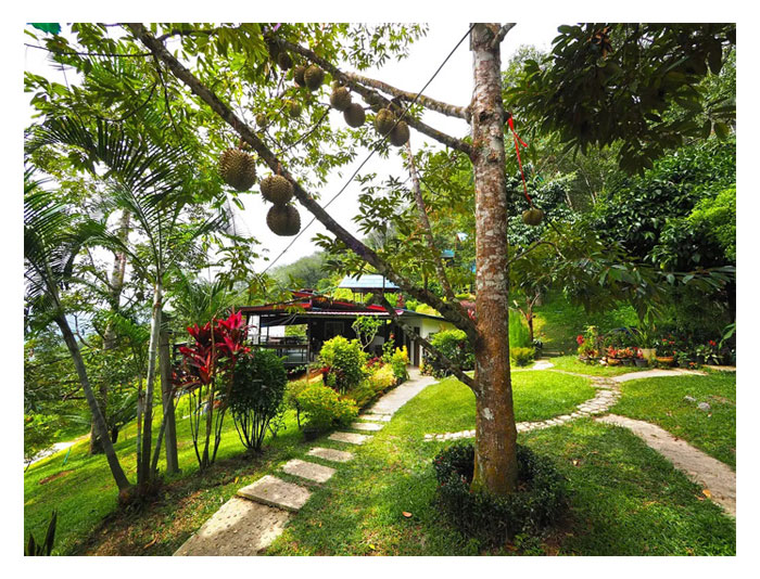 Read more about the article Perbezaan Hasil Durian Antara Kawasan Tropika Seperti Malaysia Dan Kawasan Subtropika Seperti Thailand