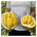 Perbezaan Cara Menanam Durian Antara Vietnam Dan Thailand. Mana Satu Lebih Baik ?