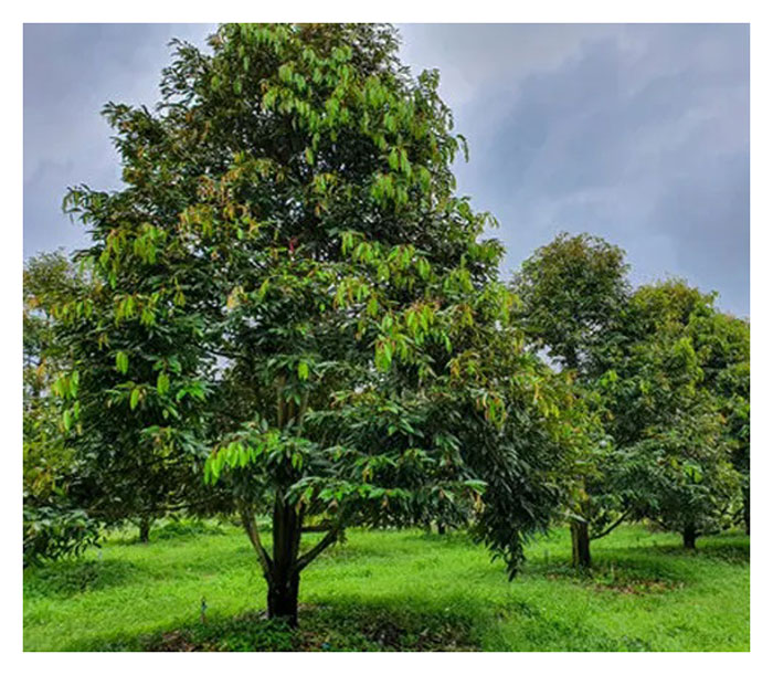 You are currently viewing Kenapa Ramai Petani Mendapati Tanaman Durian Tidak Mudah Diusahakan ?