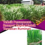 Teknik Penanaman Rumput Napier Untuk Ternakan Ruminan