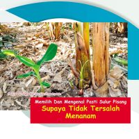 Memilih Dan Mengenal Pasti Sulur Pisang Supaya Tidak Tersalah Menanam