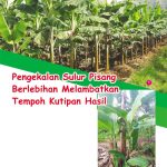 Pengekalan Sulur Pisang Berlebihan Melambatkan Tempoh Kutipan Hasil