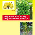 Pengurusan Sulur Pisang Yang Standard Di Malaysia
