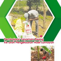 Pembajaan Tanaman Pisang Ke arah Pengeluaran Hasil Lumayan