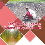 Tebu Kuning Digemari Kerana Jusnya Berkualiti