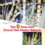 Tebu Telur Sama-sama Diminati Oleh Pekebun Malaysia