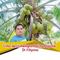 Lima Jenis Kelapa Paling Popular Di Filipina