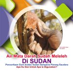 Air Mata Darah Sudah Meleleh Di SUDAN. Penceritaan Gum Arabic Sudan Sempena Perang Saudara. Apa Itu Dan Untuk Apa la Digunakan?