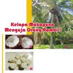 Kelapa Makapuno Menguja Orang Ramai !