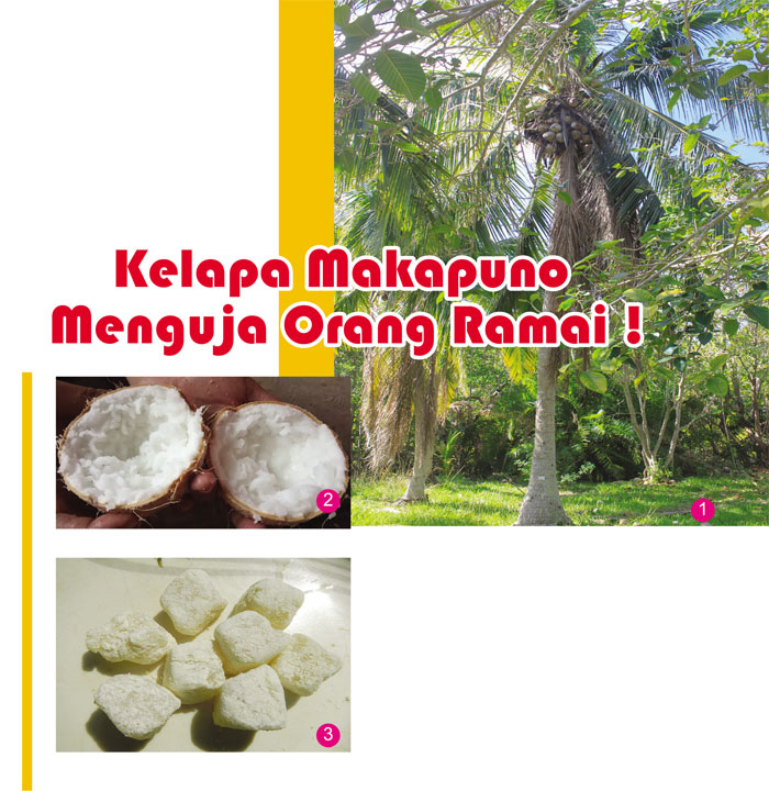 Read more about the article Kelapa Makapuno Menguja Orang Ramai !