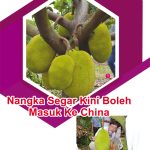 Nangka Segar Kini Boleh Masuk Ke China