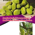 Nangka Menjadi Sasaran Eksport Buah-Buahan Kedua selepas Durian