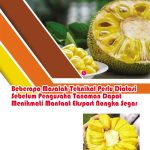 Beberapa Masalah Teknikal Perlu Diatasi Sebelum Pengusaha Tanaman Dapat Menikmati Manfaat Eksport Nangka Segar