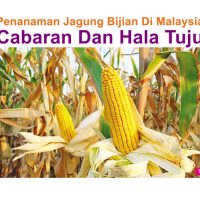 Penanaman Jagung Bijian Di Malaysia Cabaran Dan Hala Tuju (Bahagian 2/2)