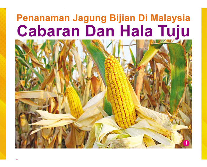 You are currently viewing Penanaman Jagung Bijian Di Malaysia Cabaran Dan Hala Tuju (Bahagian 1/2)