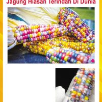 Jagung Permata Kaca Jagung Hiasan Terindah Di Dunia