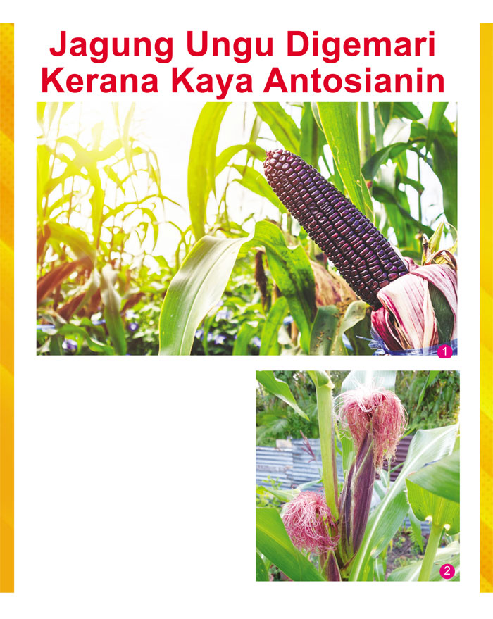 Read more about the article Jagung Ungu Digemari Kerana Kaya Antosianin