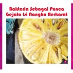 Bakteria Sebagai Punca Gejala Isi Nangka Berkarat