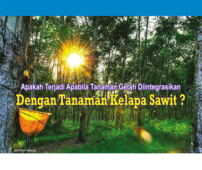 You are currently viewing Apakah Terjadi Apabila Tanaman Getah Diintegrasikan Dengan Tanaman Kelapa Sawit?