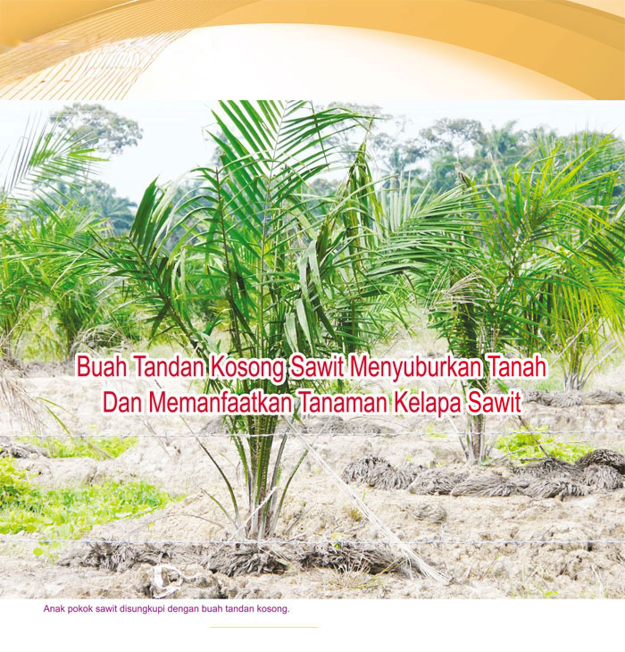 You are currently viewing Buah Tandan Kosong Sawit Menyuburkan Tanah Dan Memanfaatkan Tanaman Kelapa Sawit