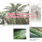 Kaedah Baru Memerangi Ulat Bungkus Di Ladang Sawit