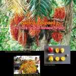 Bactris Gasipaes Palma Eksotik Yang Kian Mendapat Perhatian