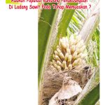 Adakah Populasi Kumbang Pendebungaan Di Ladang Sawit Pada Tahap Memuaskan?