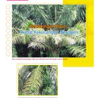 Siri Daun Kuning (2) – Kekuningan Daun Akibat Kekurangan Nitrogen