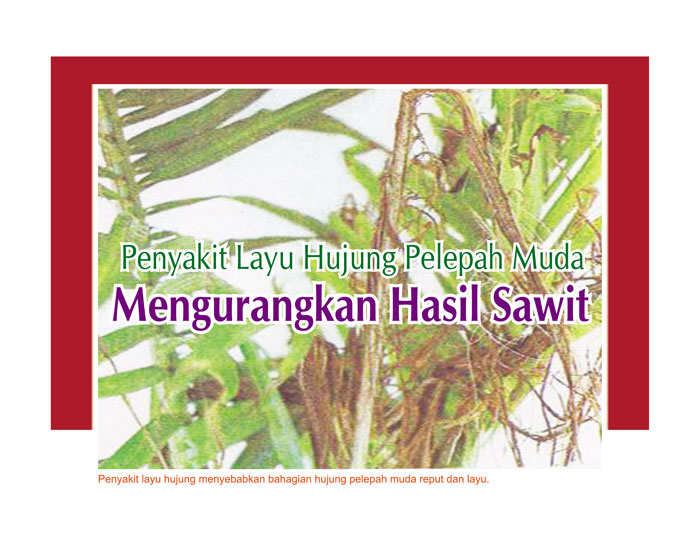 You are currently viewing Penyakit Layu Hujung Pelepah Muda Mengurangkan Hasil Sawit