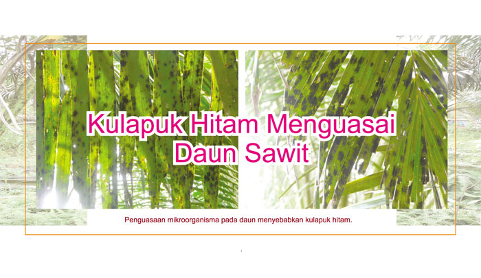 You are currently viewing Kulapuk Hitam Menguasai Daun Sawit