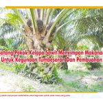 Batang Pokok Kelapa Sawit Menyimpan Makanan Untuk Kegunaan Tumbesaran Dan Pembuahan