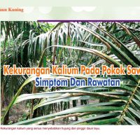 Siri Daun Kuning – Kekurangan Kalium Pada Pokok Sawit Simptom Dan Rawatan