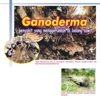 Ganoderma penyakit yang menggerunkan di ladang sawit