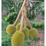 Apakah Jenis Baja Cecair Dan Butiran Yang Berpotensi Mengurangkan Putik Buah Durian Gugur Dengan Banyak?