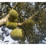 Apakah Jenis Baja Butiran Dan Cecair Yang Dapat Membantu Untuk Menyeragamkan Bentuk Buah Durian Supaya Bentuknya Tidak Kelihatan Cacat Atau Berliku ?