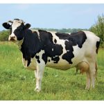 Baka lembu tenusu yang paling banyak diternak di dunia ? Berapa hasil susunya dan ia dieksport ?