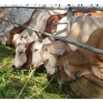 Secara anggaran, berapa ekor lembu pedaging diperlukan setahun di Malaysia supaya cukup sara diri dan tidak perlu diimport lagi ? Berapa keluasan tanah diperlukan untuk menternak jumlah lembu ini ?