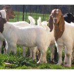 Perbandingan permintaan daging lembu dan kambing di Malaysia. Mana satu lebih mudah diternak dan perbandingan kos dan pulangan kedua-duanya.