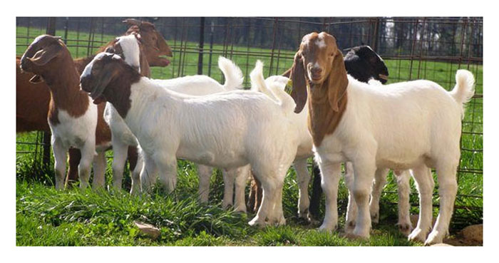 You are currently viewing Perbandingan permintaan daging lembu dan kambing di Malaysia. Mana satu lebih mudah diternak dan perbandingan kos dan pulangan kedua-duanya.