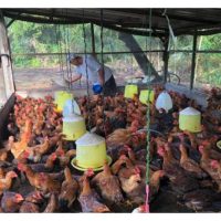 Penternakan Ayam Kampung Sangat Popular Di Malaysia, Adakah Benar Ia Berpotensi Komersial ?