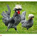 Unggas Eksotik Mempunyai Pasaran Nic Di Malaysia? Apakah Jenis Unggas Eksotik Yang Berbaloi Untuk Diternak ?