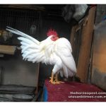 Taburan Penternakan Ayam Serama Di Malaysia Serta Kos Dan Pulangan Penternakan Ini