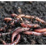 Penternakan Cacing Tanah Untuk Perumusan Baja : Adakah Ia Berpotensi Komersial Di Malaysia ? Berapa Angaran Kos Operasi Dan Pulangannya ?