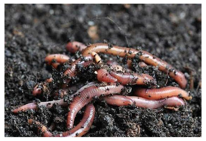 You are currently viewing Penternakan Cacing Tanah Untuk Perumusan Baja : Adakah Ia Berpotensi Komersial Di Malaysia ? Berapa Angaran Kos Operasi Dan Pulangannya ?