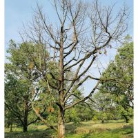 Bagaimana Mengenal Pasti Antara Penyakit Daun Dan Penyakit Akar Pada Pokok Durian ?