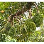 Baka Baru Durian Yang Bakal Dibangunkan Akan Menumpu Pada Konsistensi Hasil Serta Rintang Terhadap Pengaruh Cuaca ?