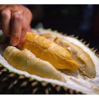 Mana Satukah Kombinasi Atau Kacukan Baka Durian Yang Berpotensi Menghasilkan Baka Baru Berkualiti Tinggi ?