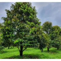Bolehkah Tanah Rendah Menghasilkan Kualiti Buah Durian Yang Setanding Dengan Kualiti Durian Di tanah Bukit ?