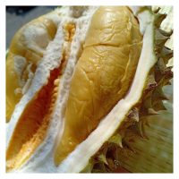 Selain Durian Musang King Dan Black Thorn, Baka Apa Yang Mampu Menduduki Tempat Ketiga Dari Segi Kualiti ?